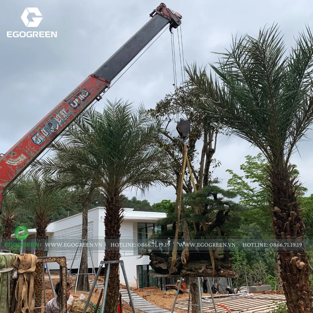 Sử dụng cần cẩu chuyên dụng để di chuyển các tiểu cảnh vào đúng vị trí.